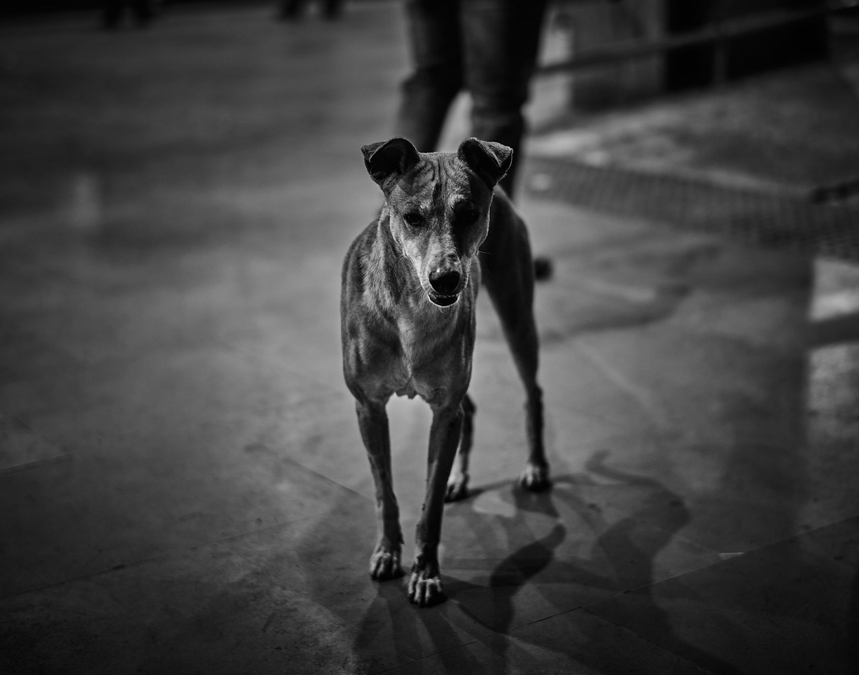 ムンバイの路上に立つ犬のモノクロ写真